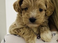 2 Aylık Toy Poodle Dişi Aşıları Tam