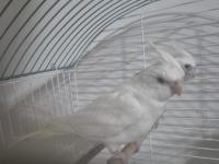 Albino Sultan Papağanı