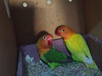 Sevda papağanları (uyguna)