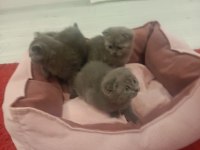 British Kedi Ve Scottish Kediler