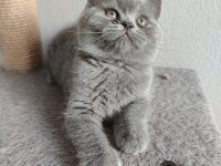 Ayı surat safkan son british shorthair yavrumuz