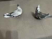 Evcil yavru sultan papağanı