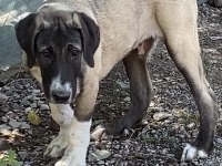 Köpeğimizi Sahiplendiriyoruz