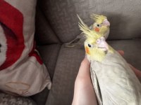 1 Aylık Sultan Papağanı Yavrularımız