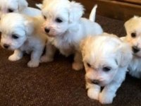 A kalite maltese bebeklerimiz