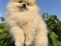 Pomeranian boo yavrular