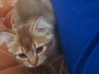 British Ve Tekir Kırma