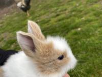 Hollanda lop ve aslanbaş melezi tavşanlar