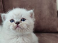 Ayi Surat British Shorthair Yavrular