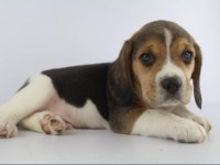 Dünya Tatlısı Beagle Yavruları