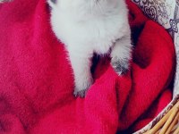 A Kalite Blue Point Yavru Kediler