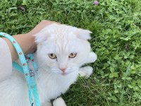 Scottish Fold Oğluma Yuva Arıyorum