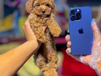 Sevimli toy poodle