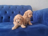 Teslime Hazır Tuvalet Eğitimli Maltipoo Minnaklarım
