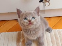 Gri Lilac Erkek Ve Dişi Yavru Kediler