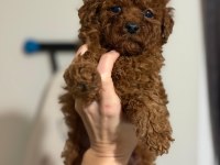 Toy poodle cinsi yavrularım