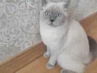 British Shorthair Blue Point