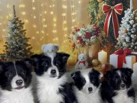 Zeka Küpü Border Collie Çocuklar