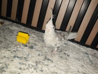 Yeme Düşmüş Ele Alışık Sultan Papağanı