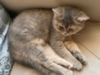 Kedimize Yuva Arıyoruz