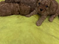 A Kalite Toy Poodle Bebekler