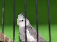 Sağlam Kan Hattı Olan Takım Sultan Papağanı