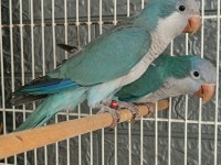 Yuva Hazırlığında Keşiş Monk Papağanları