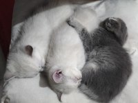 İkiz British Shorthair Kızlarım