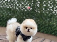 Dişi Ve Erkek Teddy Bear Garantili Pomeranian