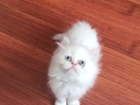 Teslime Hazır 50 Günlük Erkek Chinchilla Yavrular