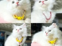 Sağlıklı british yavrular