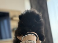 Siyah Nadir Renk Pomeranian