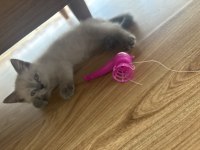 2 aylık blue point british shorthair