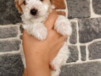 Sevimli Terrier Yavruları Yuvalarını Arıyor