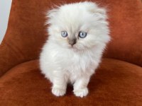 Scottish Fold Longhair Blue Point