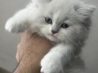 1.5 Aylık Mavi Gözlü British Longhair Yavru