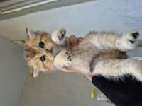 Teslime Hazır British Shorthair Golden Bebekler