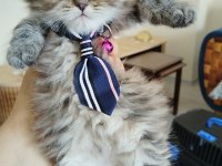 Çiko Yavru Kedimizyeni Sahiplerini Bekliyor