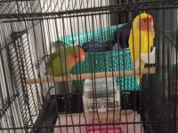 Sevda Papağanımız