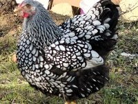 Silver Wyandotte Civcivler