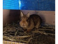 Hollanda Cüce 1 Aylık Tavşan Yavrular