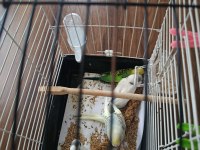 Yeni Yeme Düşmüş Yavru Muhabbet Kuşlar