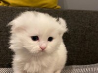 Rezerveye Açık 1 Aylık Scottish Fold Yavrular
