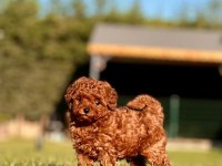 Poodle çiftliğinden toy poodle yavrularımız
