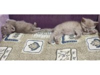 British Shorthair Kediler