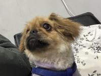 5 Aylık Dişi Pekingesse