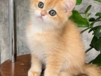 Dünya Güzeli Golden British Shorthair