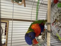 Geveze Lori Papağanımız