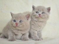 Top kafa lilac british shorthair yavrularımız