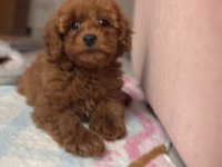 3 Aylık Yavru Erkek Toy Poodle